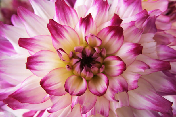 Dahlias Flowers in The Garden