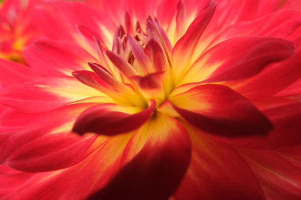 red yellow dahlia flower macro close up
