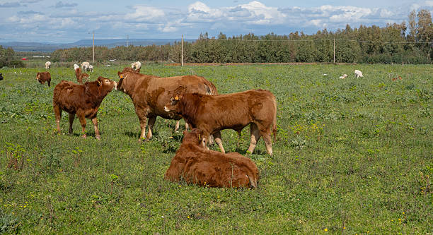 istock Brown cow with ear tags in a flowered meadow 2204726988