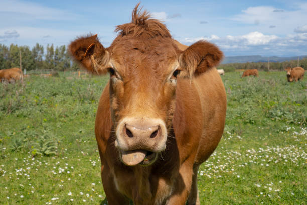 istock Brown cow with ear tags in a flowered meadow, showing a funny and curious expression 2204726989