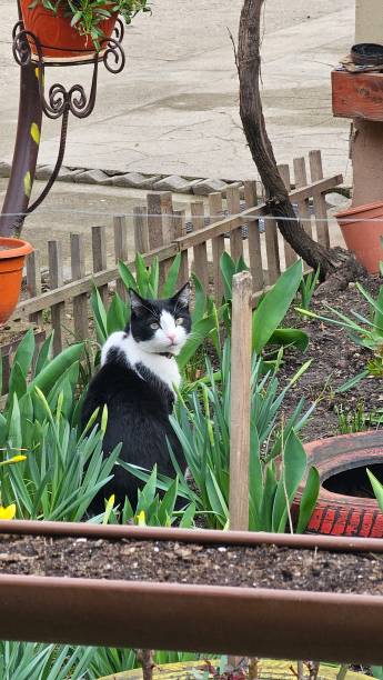 istock the cat sits in the grass and looks reproachfully 2204727432