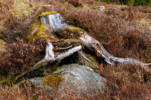 Close-up of a weathered tree stump covered in moss, with roots visible amidst a backdrop of estuary plants in bright daylight.