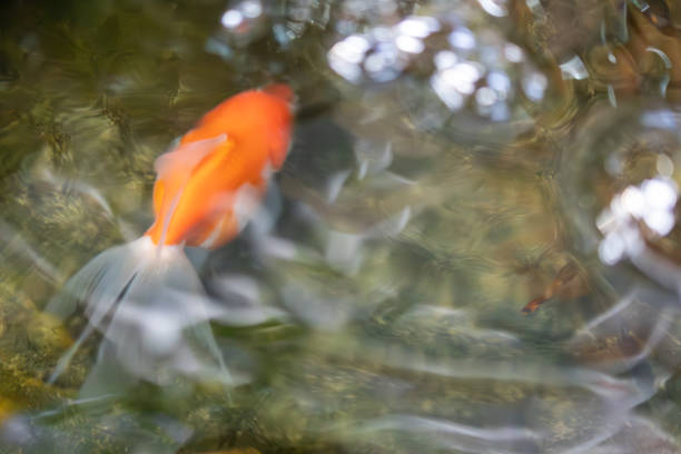 Goldfish in water, Picture is soft focus and blurred style.
