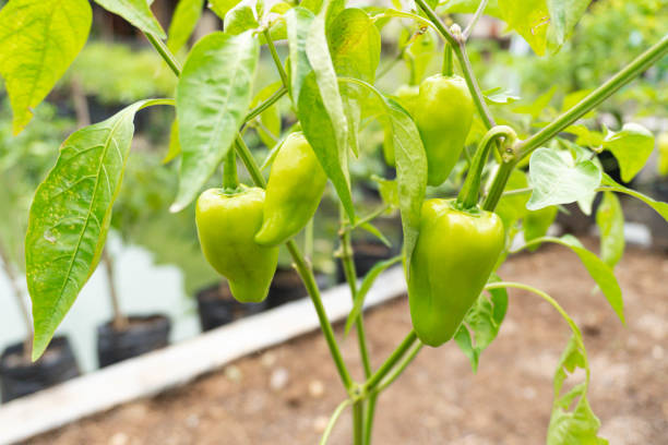 istock Growing sweet pepper in beside a fish pond. 2204732109