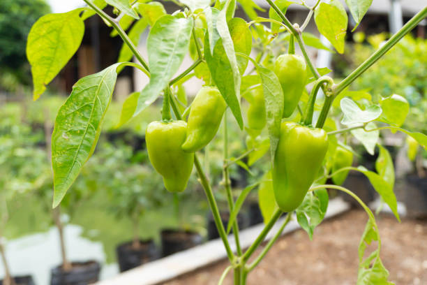 istock Growing sweet pepper in beside a fish pond. 2204732117