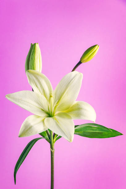 istock Single White Lily on Purple Background 2204735305