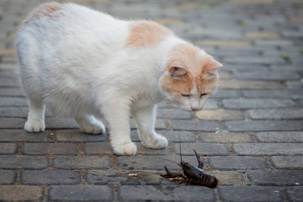 istock Turkish Van cat plays with a live crayfish on a summer day 2204735321