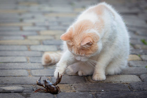 istock Turkish Van cat plays with a live crayfish on a summer day 2204735342