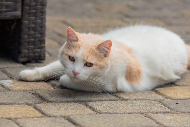 istock cat of the breed Turkish van 2204735452