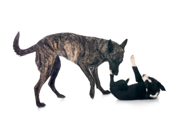 istock Dutch Shepherd and puppy border collie 2204735508