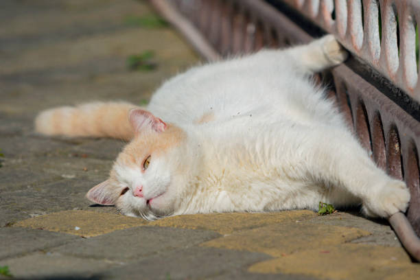 istock cat of the breed Turkish van 2204735540