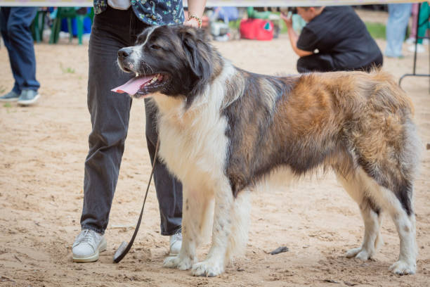 istock Handler demonstrates a  Saint Bernard dog at a dog show. 2204736130