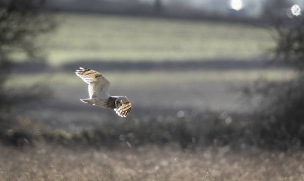 istock Short-eared owl (Asio flammeus) in flight,  looking for prey 2204736924