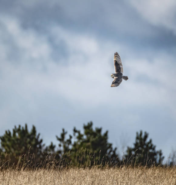 istock Short-eared owl (Asio flammeus) in flight,  looking for prey 2204736939