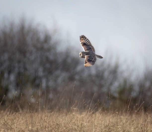 istock Short-eared owl (Asio flammeus) in flight ,  looking for prey 2204736966