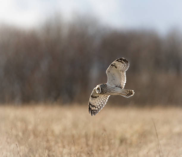 istock Short-eared owl (Asio flammeus) in flight ,  looking for prey 2204736971