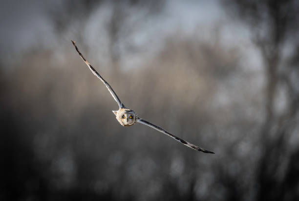 istock Short-eared owl (Asio flammeus) flying towards the camera ,  looking for prey 2204736981
