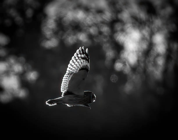 istock A black and white image of a Short-eared owl (Asio flammeus) in flight ,  looking for prey 2204737003