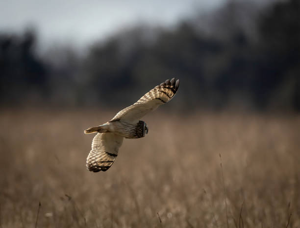 istock Short-eared owl (Asio flammeus) in flight ,  looking for prey 2204737025