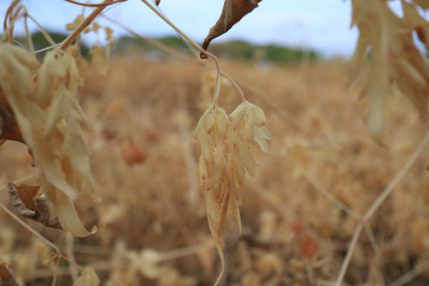 A vast field turns yellow after being sprayed with herbicide to eliminate weeds. The withered and dying wild plants mark the initial stage of land preparation before planting productive crops. This process accelerates soil readiness, though its environmental impact remains a concern.