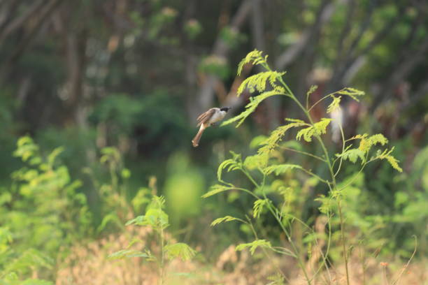 A vast expanse of green land stretches out, offering a refreshing and soothing view. Fresh grass, lush trees, and a gentle breeze create a peaceful atmosphere that calms the soul. This pristine natural beauty is the perfect place to unwind.