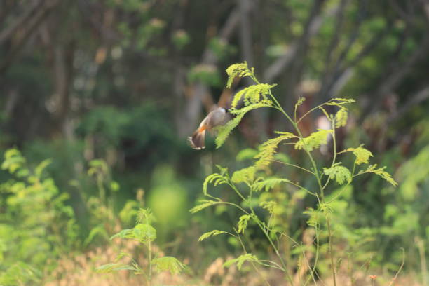 A vast expanse of green land stretches out, offering a refreshing and soothing view. Fresh grass, lush trees, and a gentle breeze create a peaceful atmosphere that calms the soul. This pristine natural beauty is the perfect place to unwind.
