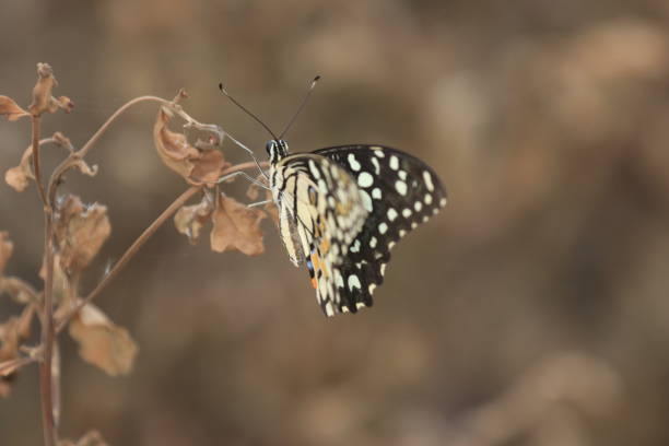 A charming butterfly with beautifully colored wings perches delicately on a withered leaf, creating a mesmerizing contrast. Its elegance brings a sense of serenity, as if dancing between life and time itself.