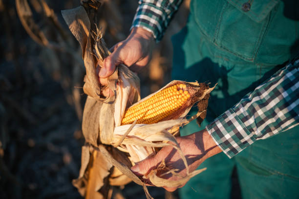 Cropped shot of unrecognizable farmer holding stack of corn grain in hands and examining quality production at sunrise light, close-up of farmer hands inspecting corn quality.