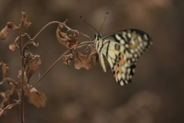 istock The Charm of a Butterfly on a Withered Leaf 2204741714