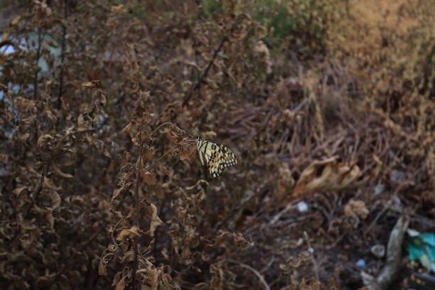 A charming butterfly with beautifully colored wings perches delicately on a withered leaf, creating a mesmerizing contrast. Its elegance brings a sense of serenity, as if dancing between life and time itself.