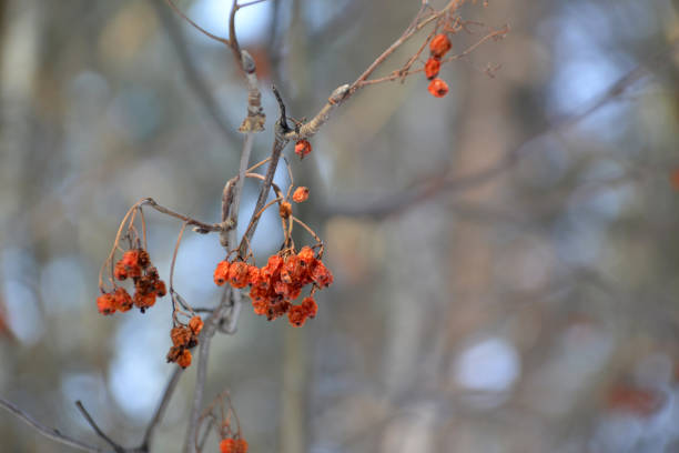 winter, snow, rowan, tree, berries