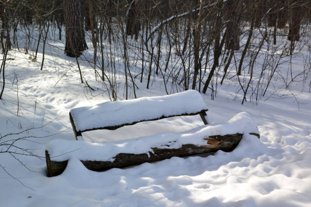 snow, winter, bench, park, nature, cold