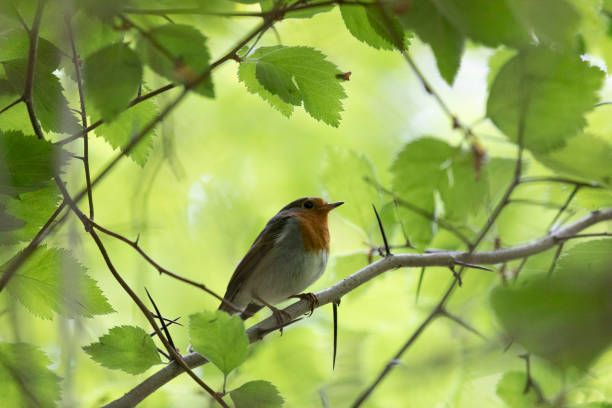 Robin bird sits on a tree branch close up
