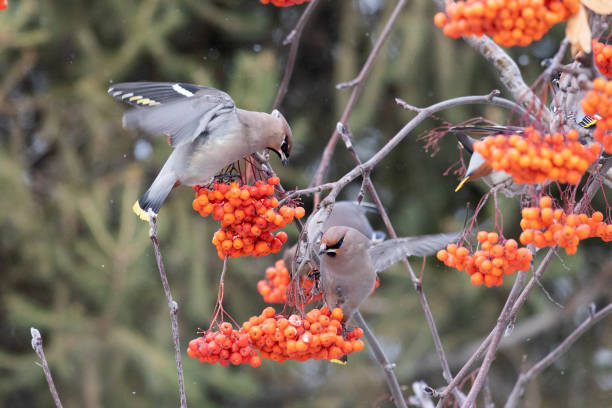 Waxwing winter passerine bird feeding on berries close up