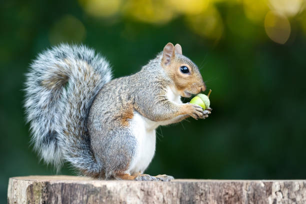istock Grey squirrel eating green acorn on a tree stump in autumn 2204746043