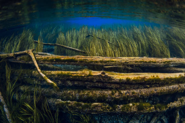 istock Sunken wooden logs with algae underwater in blue fresh water lake 2204746050
