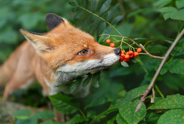 Portrait of a red fox eating rowan berries in a forest, UK.