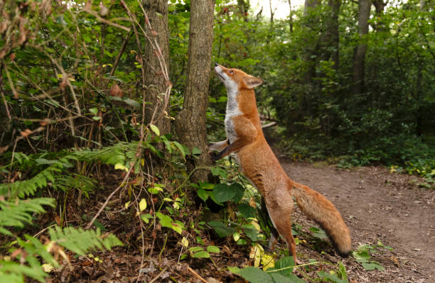 Red fox standing on its hind legs with its front paws against a tree trunk in a forest, UK