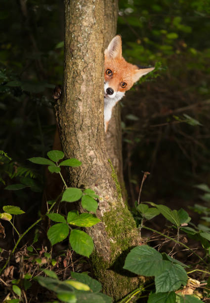 istock Curious red fox cub peeking from behind a tree in the forest 2204746115