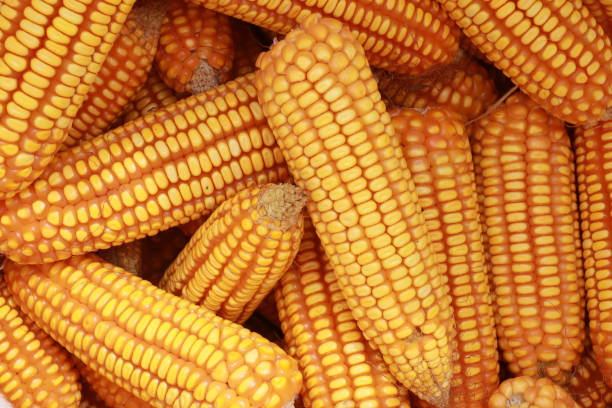 The perfectly ripened corn stands tall in the field, ready for harvest. Its plump, golden kernels glisten under the sunlight, signaling ideal maturity. The surrounding dried leaves mark the arrival of a high-quality yield, prepared to bring benefits to many