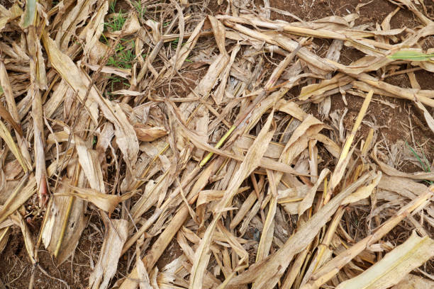 The perfectly ripened corn stands tall in the field, ready for harvest. Its plump, golden kernels glisten under the sunlight, signaling ideal maturity. The surrounding dried leaves mark the arrival of a high-quality yield, prepared to bring benefits to many