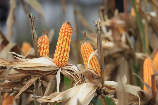 Dried corn stalks in the fall season.