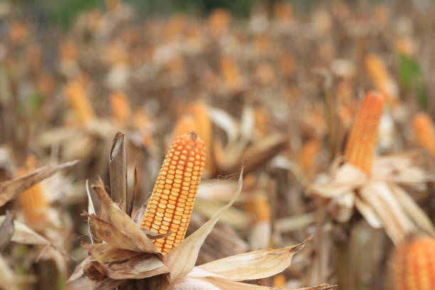 The perfectly ripened corn stands tall in the field, ready for harvest. Its plump, golden kernels glisten under the sunlight, signaling ideal maturity. The surrounding dried leaves mark the arrival of a high-quality yield, prepared to bring benefits to many