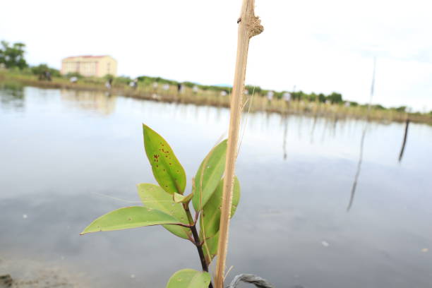Mangrove seedlings ready for planting are a beacon of hope for coastal ecosystems. With strong young roots and fresh green leaves, these seedlings will grow into natural barriers that protect shorelines from erosion, provide shelter for marine life, and absorb carbon to maintain climate balance. Planting mangroves is not just about growing trees—it’s about securing the future of our planet.