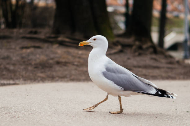 A majestic seagull confidently walking along a paved path in a natural park setting, showcasing its elegant white and gray feathers. High quality photo