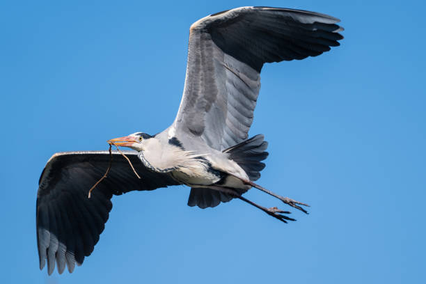 istock blue heron flying with branch in  beak at blue sky 2204751411