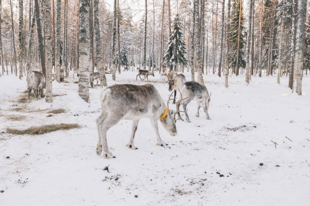 Reindeer eating in snowy forest during winter