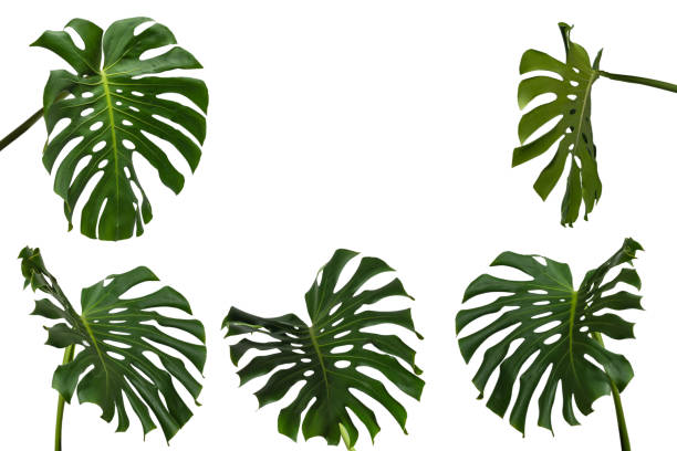 istock Green plant monstera on white background. 2204756700