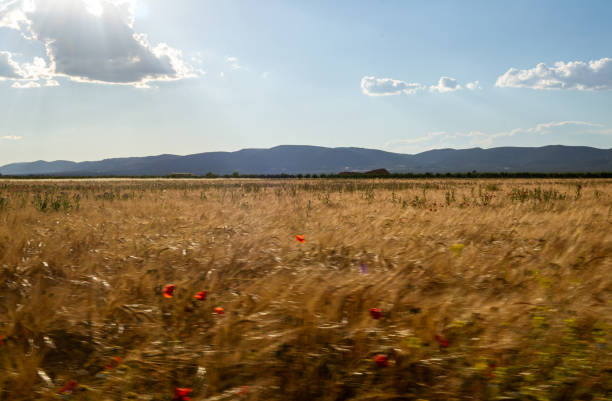 Landscape of a wheat field in summer with mountain background and blue sky with white clouds