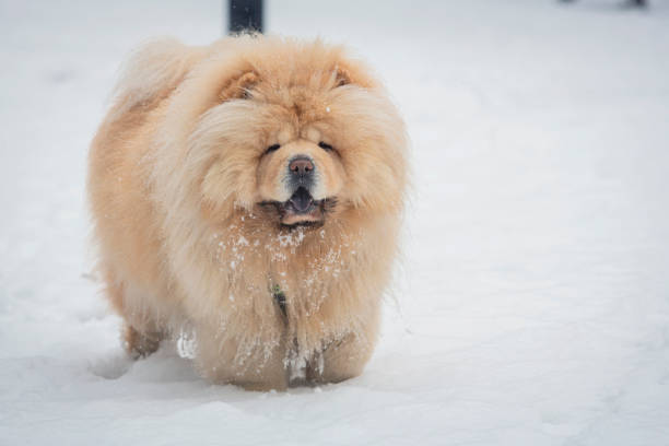 A woman in a public park with a cute puppy. Dog. Chow-chow. Dog walking.